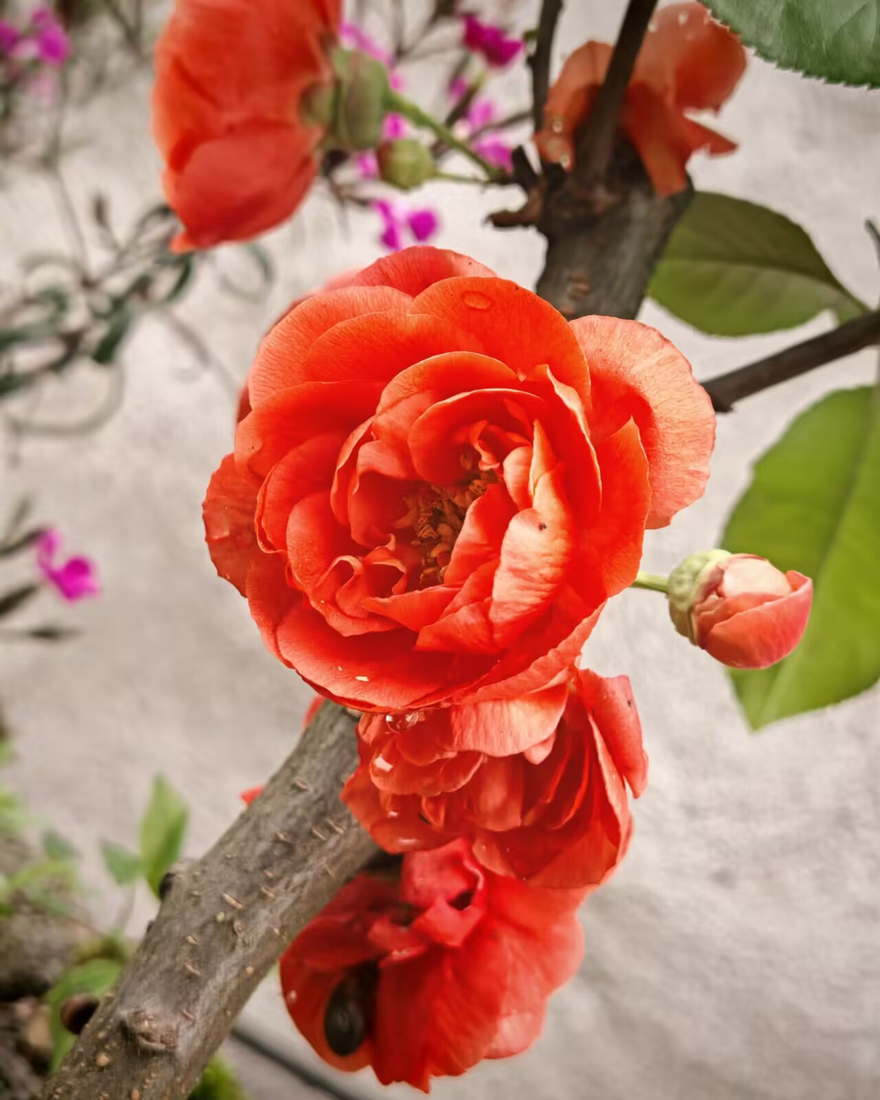 77286-n5mywbk6gih.png 77286-n5mywbk6gih.png